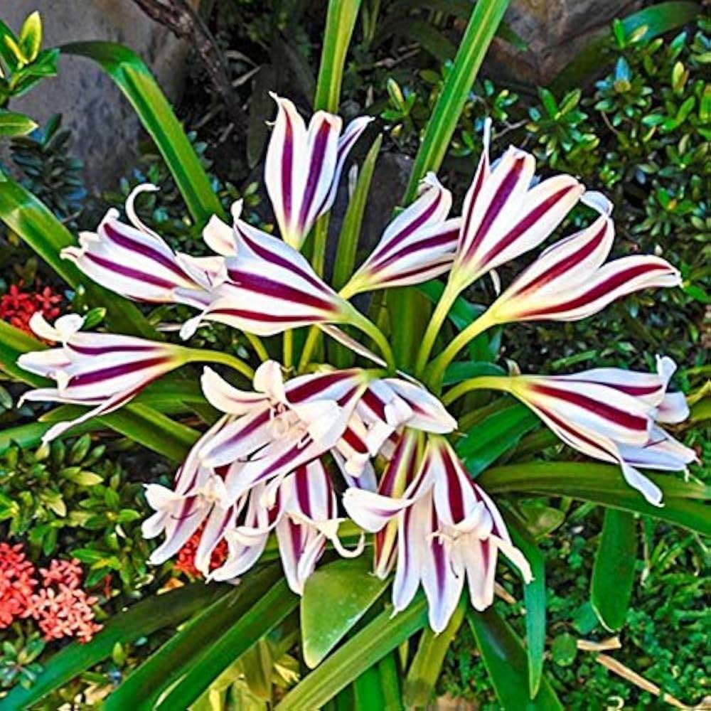 Crinum Lily